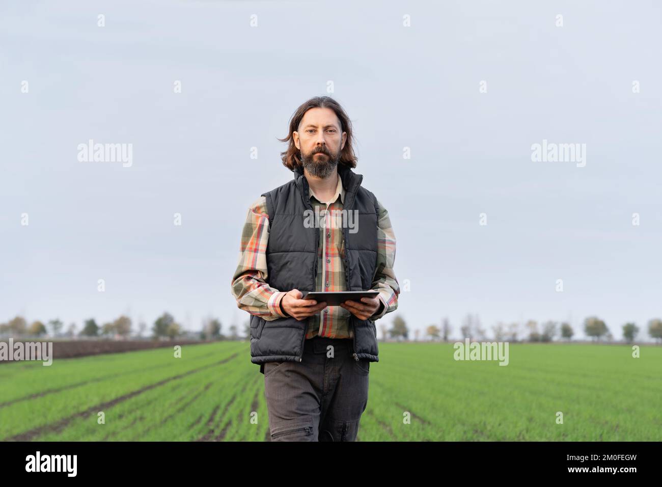 Landwirt mit Digitaltablette auf Jungweizenfeldern. Intelligente Landwirtschaft und digitale Landwirtschaft Stockfoto