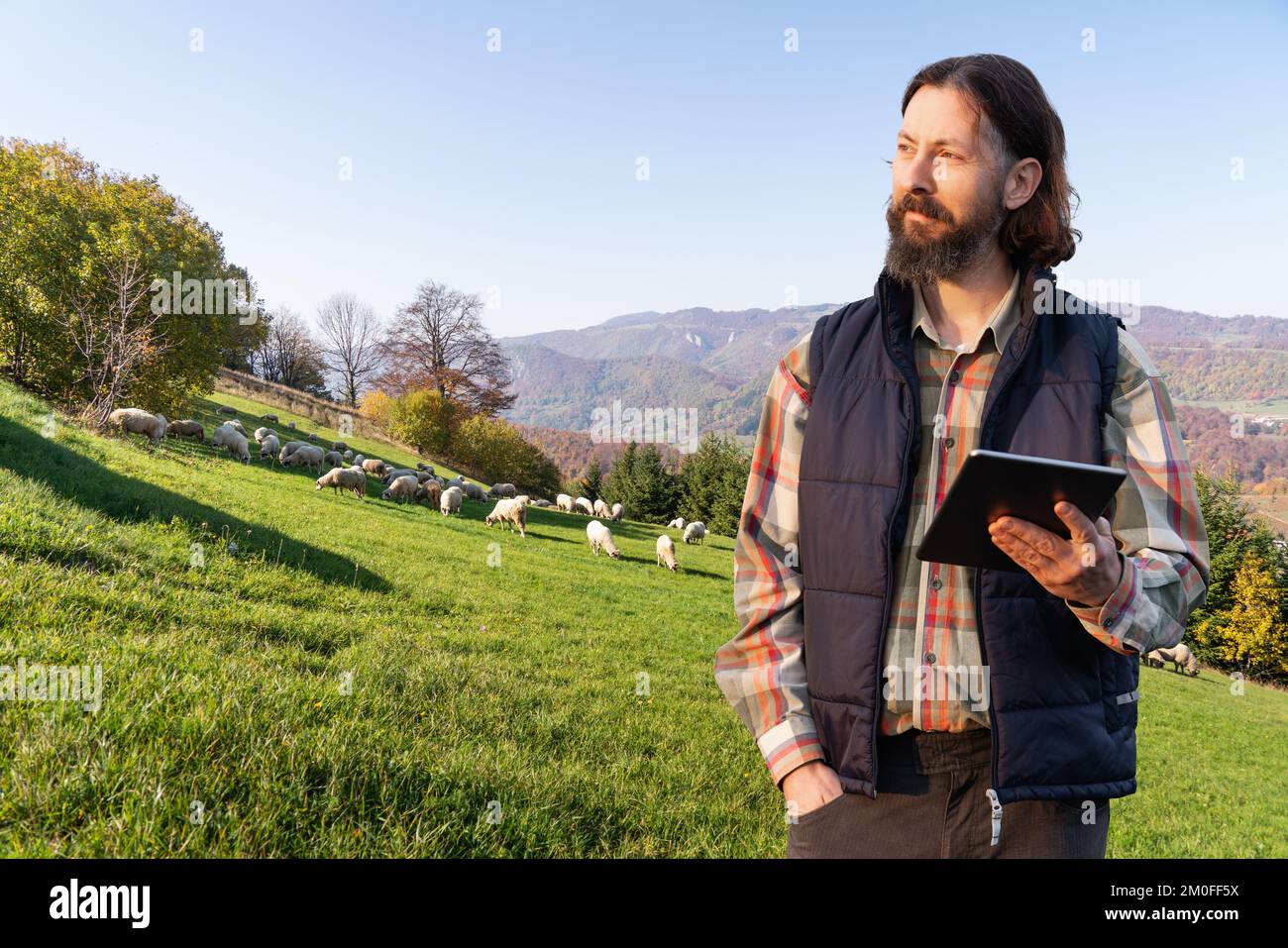 Landwirt mit Tablet auf dem Hintergrund einer Herde Schafe. Herdenmanagement Stockfoto