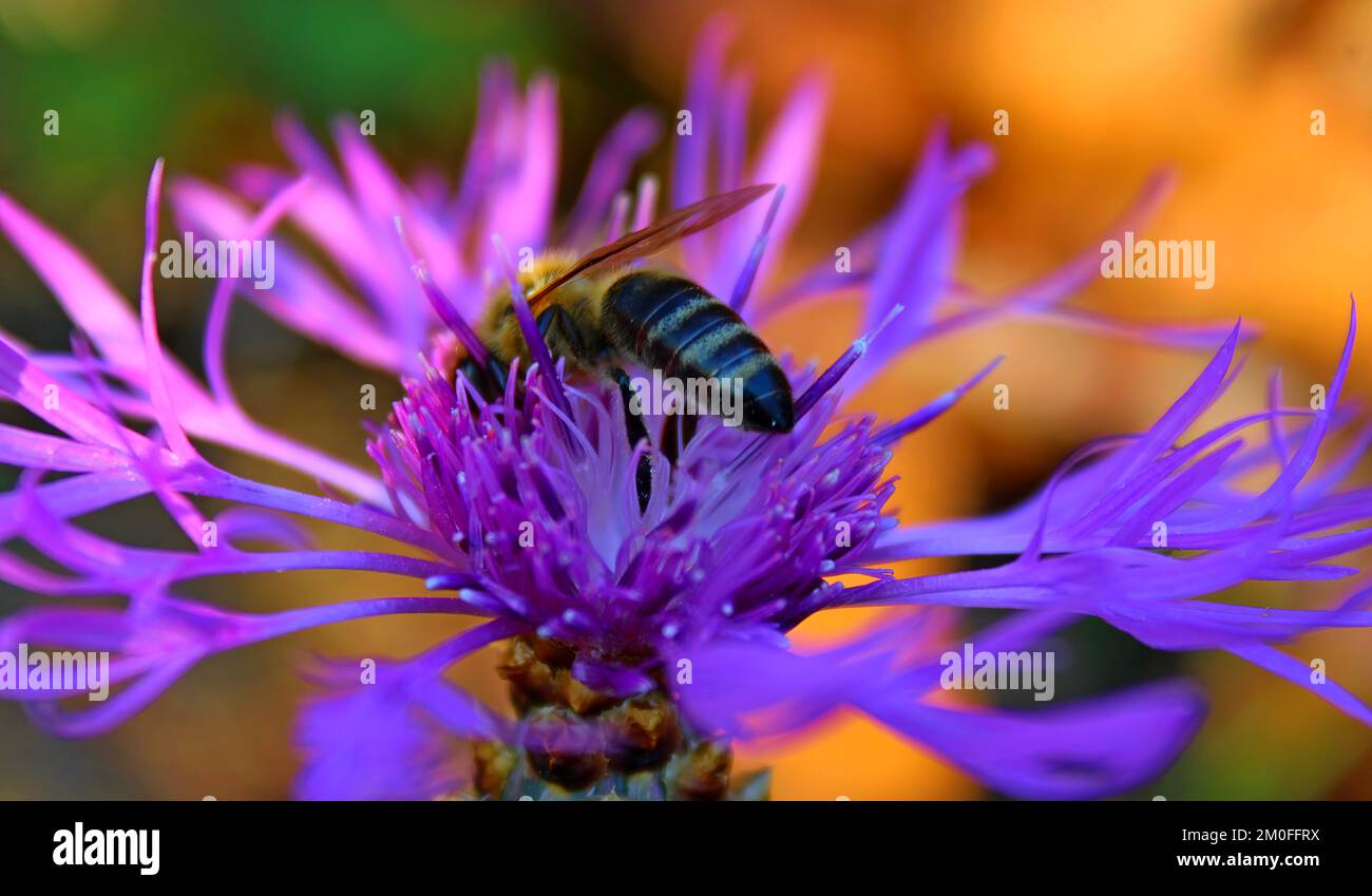 Die Makroaufnahme einer Honigbiene über der violetten Blumenpflanze Stockfoto