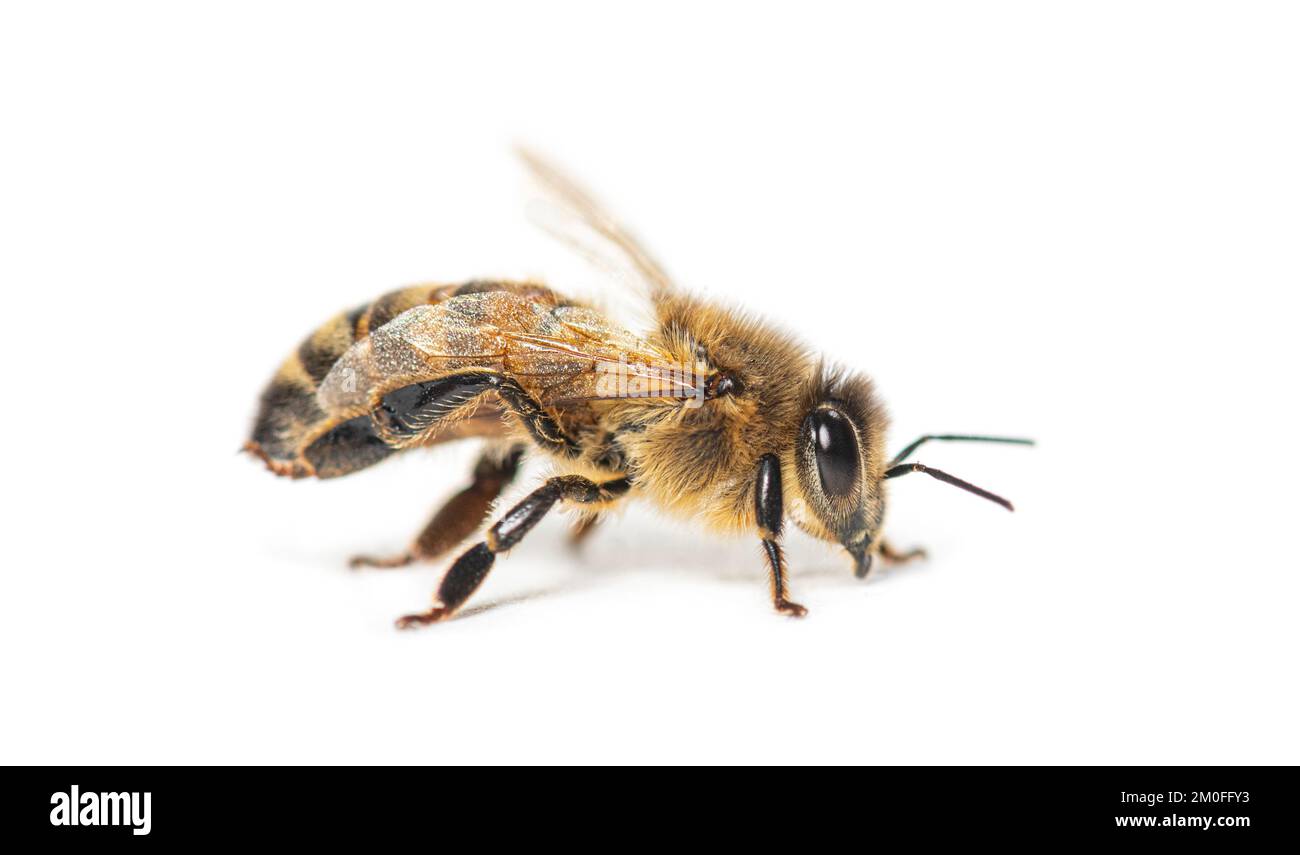 Seitenansicht einer Honigbiene, apis mellifera, isoliert auf Weiß Stockfoto