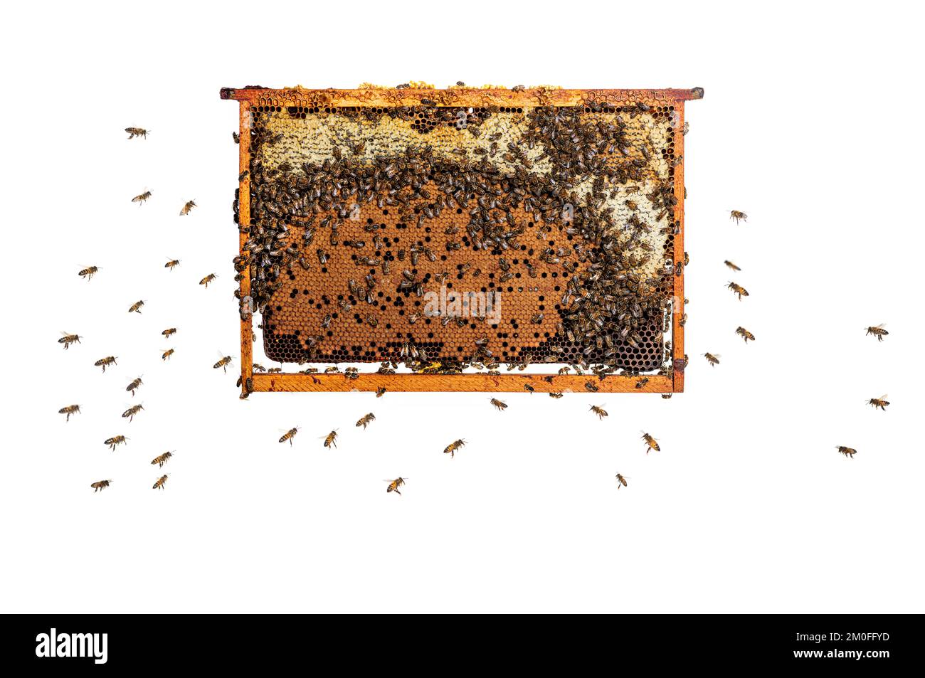 Arbeiterbienen essen Honig auf einem mit Honigwaben gefüllten Bienenstock, isoliert auf weißem Hintergrund. Stockfoto