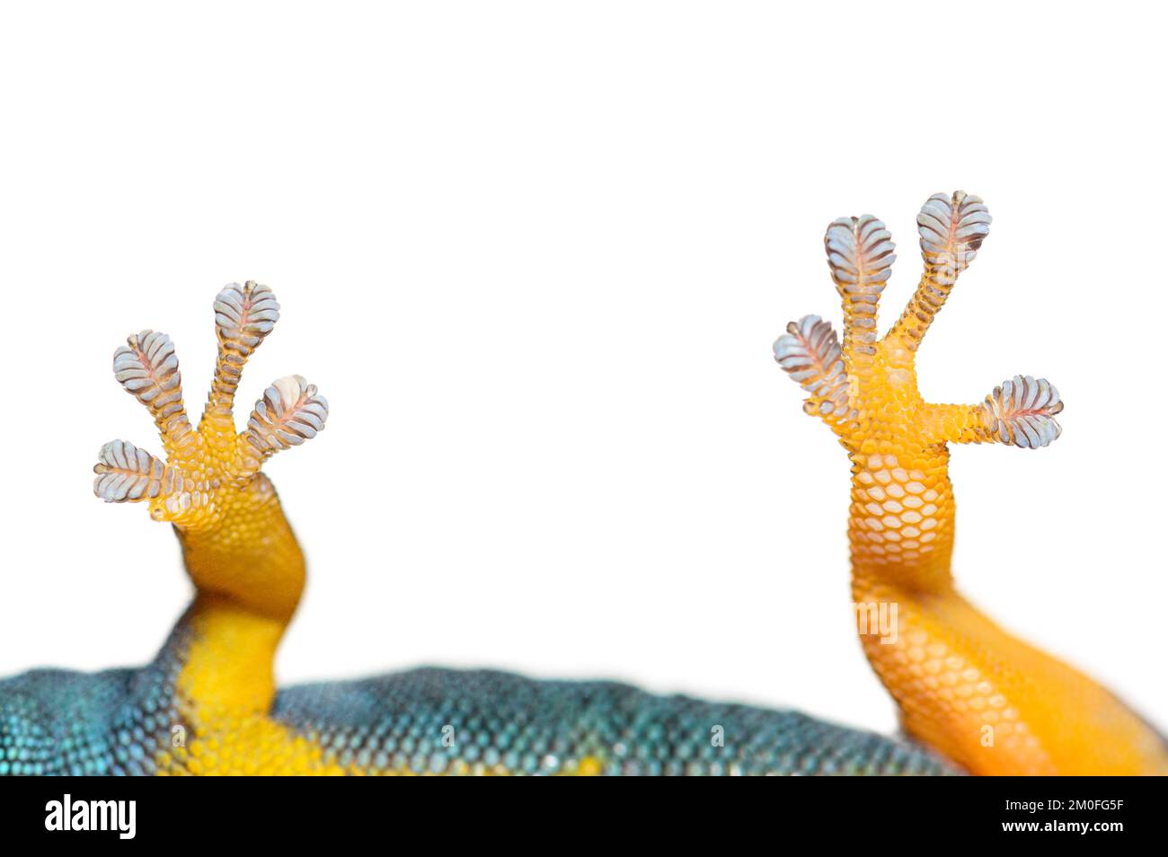 Unteransicht der Gecko-Zehenpolster, Elektrischer blauer Gecko, isoliert auf weiß Stockfoto