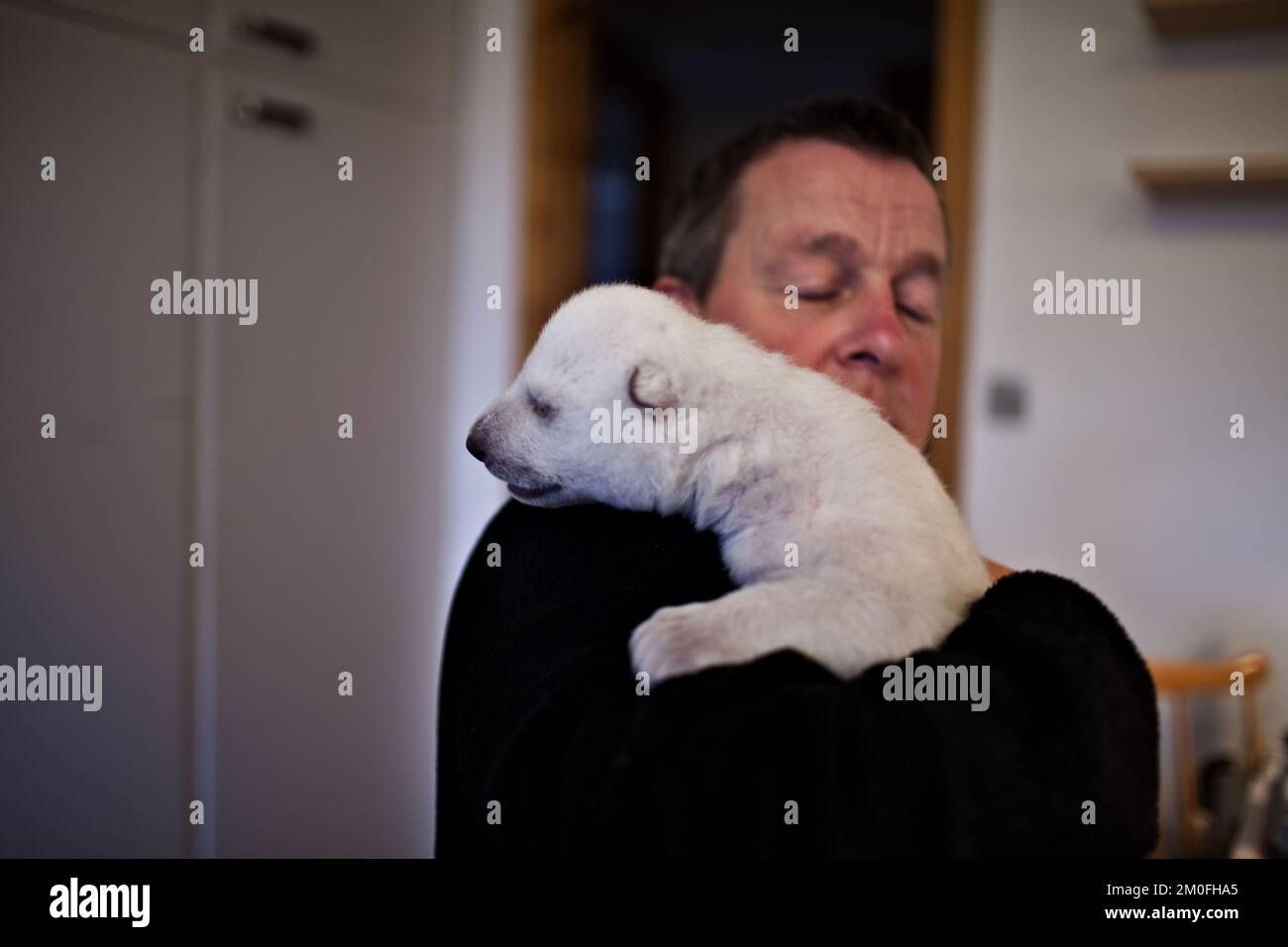 Der Eisbärenjunge Siku, der am 22. November im skandinavischen Wildlife Park in Jütland geboren wurde, hat nun seine Augen geöffnet und wiegt 3,8 kg. Er wird von Frank Vigh-Larsen, CEO des Scandinavian Wildlife Park, betreut, da seine Mutter Ilka nicht genug Milch für ihn hatte. Der Name Siku ist das grönländische Wort für Meereis. Siku wird später mit seinen Polarbären im Wildpark wieder vereint, aber bis dahin denkt er, Frank Vigh-Larsen sei seine Mutter. (Rasmus Flindt Pedersen/POLFOTO) Stockfoto