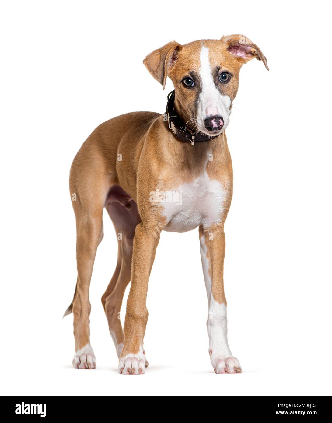 Junger Whippet-Hund, isoliert auf Weiß Stockfoto