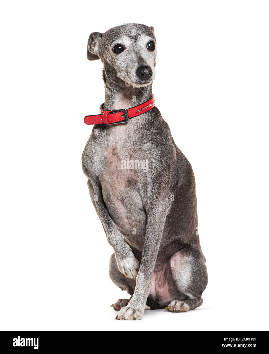 Alter italienischer Greyhound mit rotem Kragen, isoliert auf weiß Stockfoto