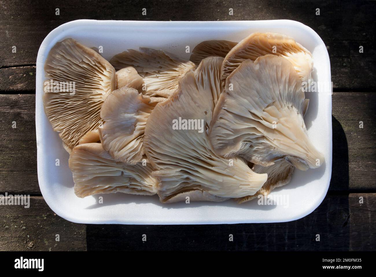 Austernpilz oder pleurotus ostreatus. Ablage über einem Holzpicknicktisch Stockfoto
