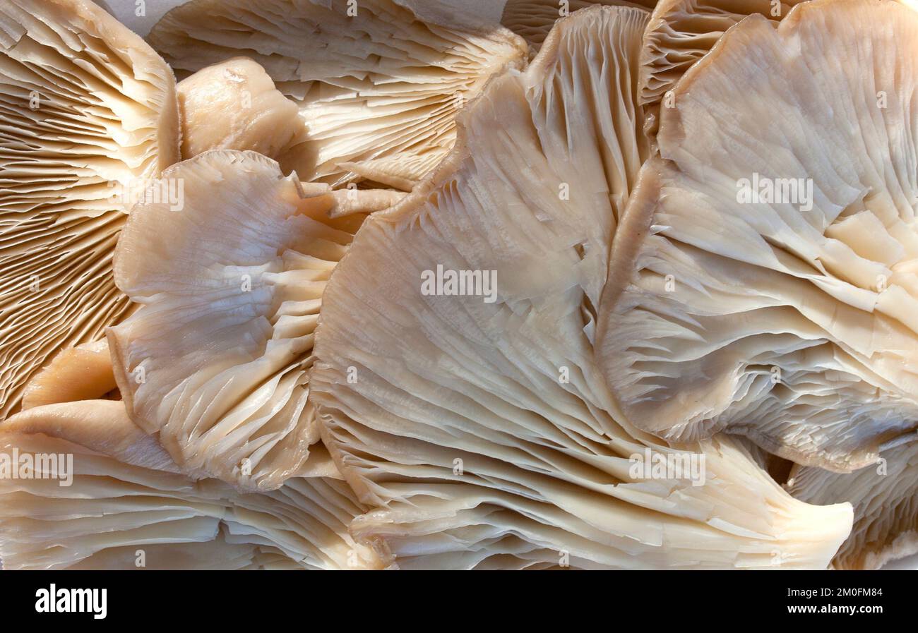 Austernpilz oder pleurotus ostreatus. Ablage über einem Holzpicknicktisch Stockfoto
