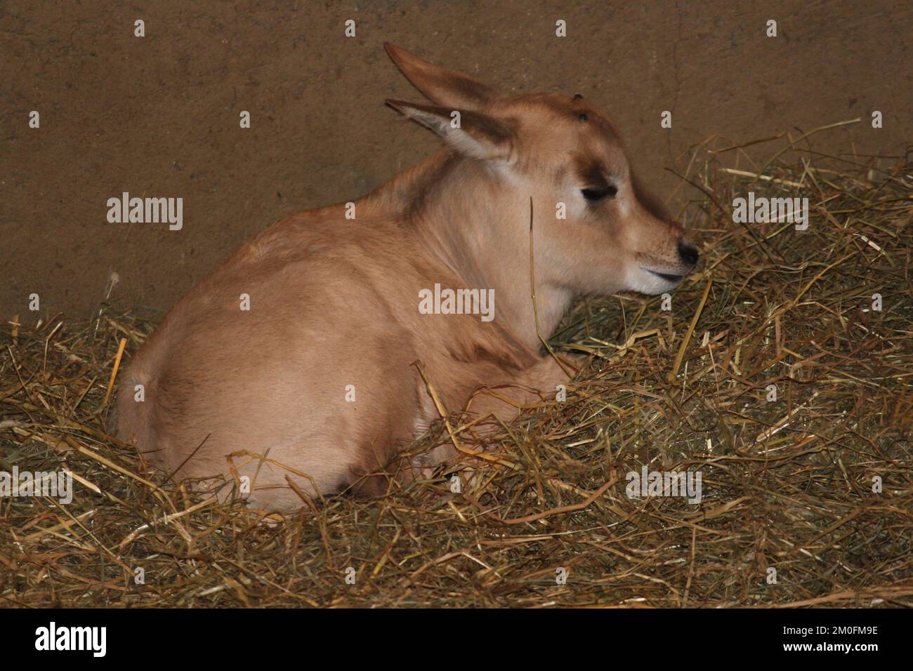 In den Tagen zwischen Weihnachten und Neujahr wurden im Zoo von Aalborg mehrere Oryx Antilopenkälber geboren. Dieses Mal war es etwas ganz Besonderes, da es Zwillinge gab, was sehr selten ist. (Aalborg Zoo/POLFOTO) Stockfoto