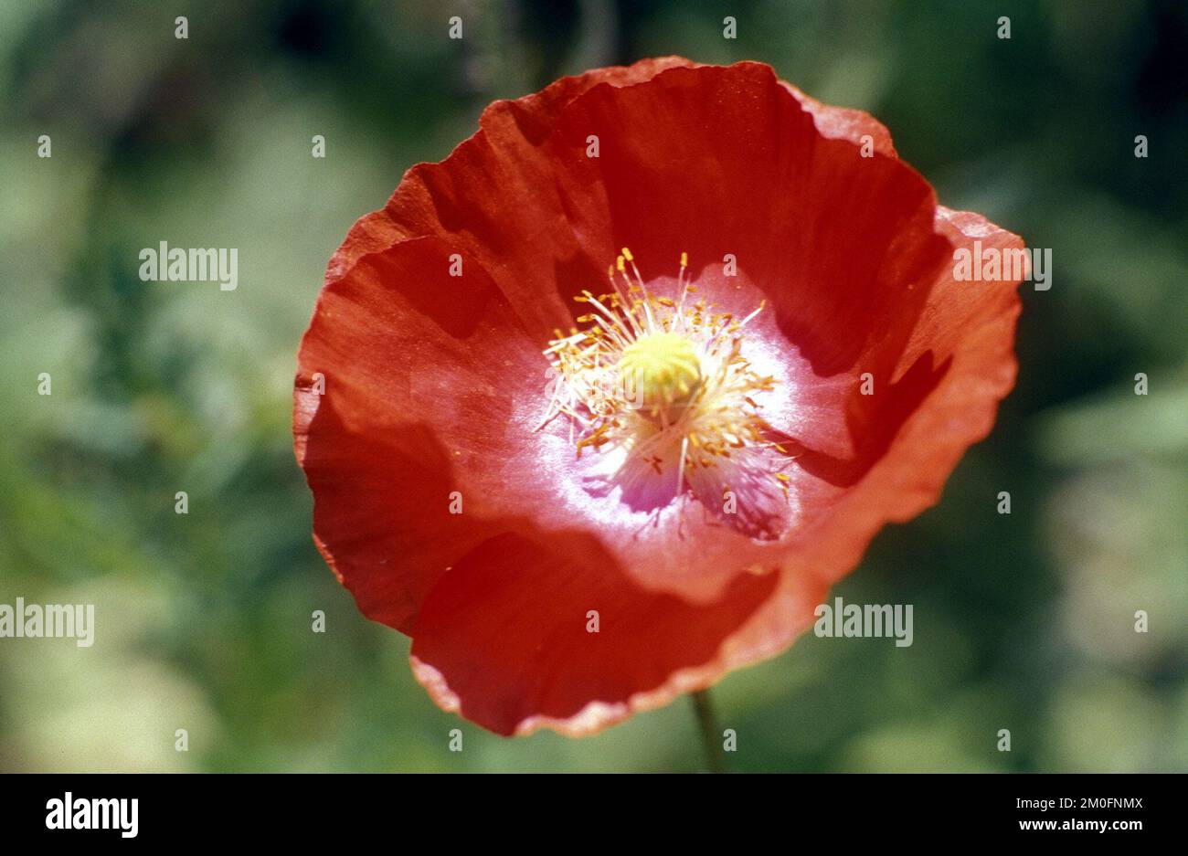 Roter Mohn. Stockfoto