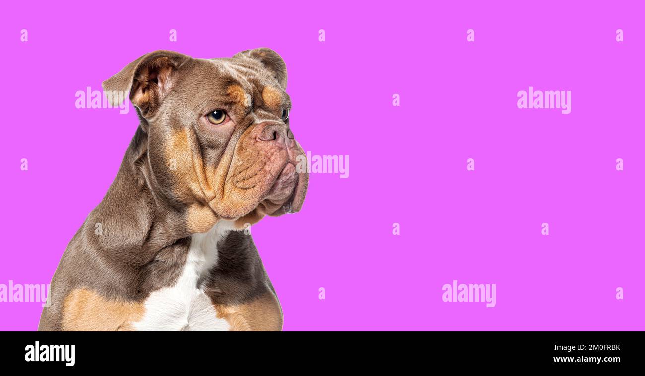 Kopfschuss eines amerikanischen Bully-Hundes, der vor violettem Hintergrund zusieht Stockfoto