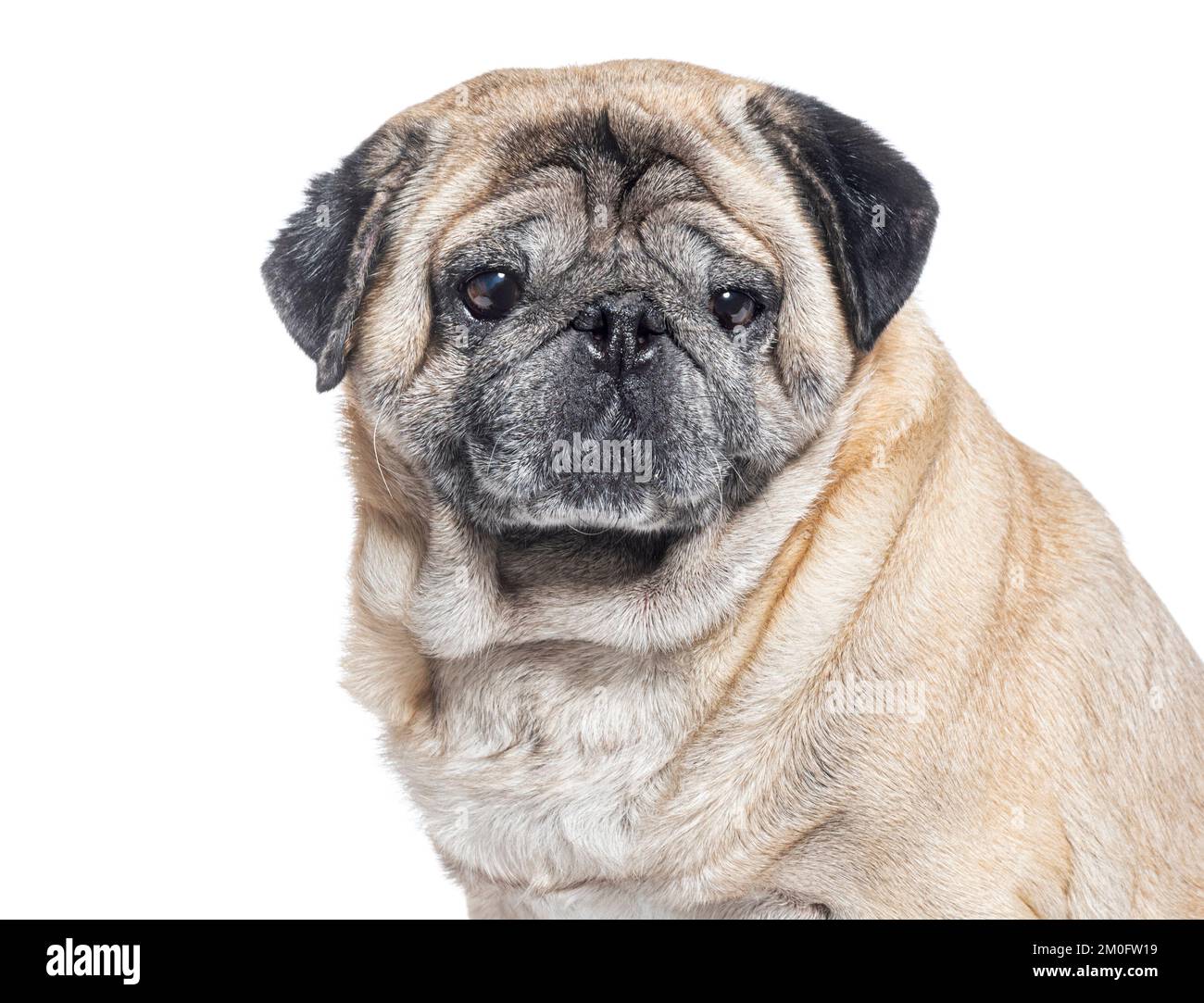 Kopfschuss eines siebenjährigen Pug Dog graut, isoliert auf Weiß Stockfoto