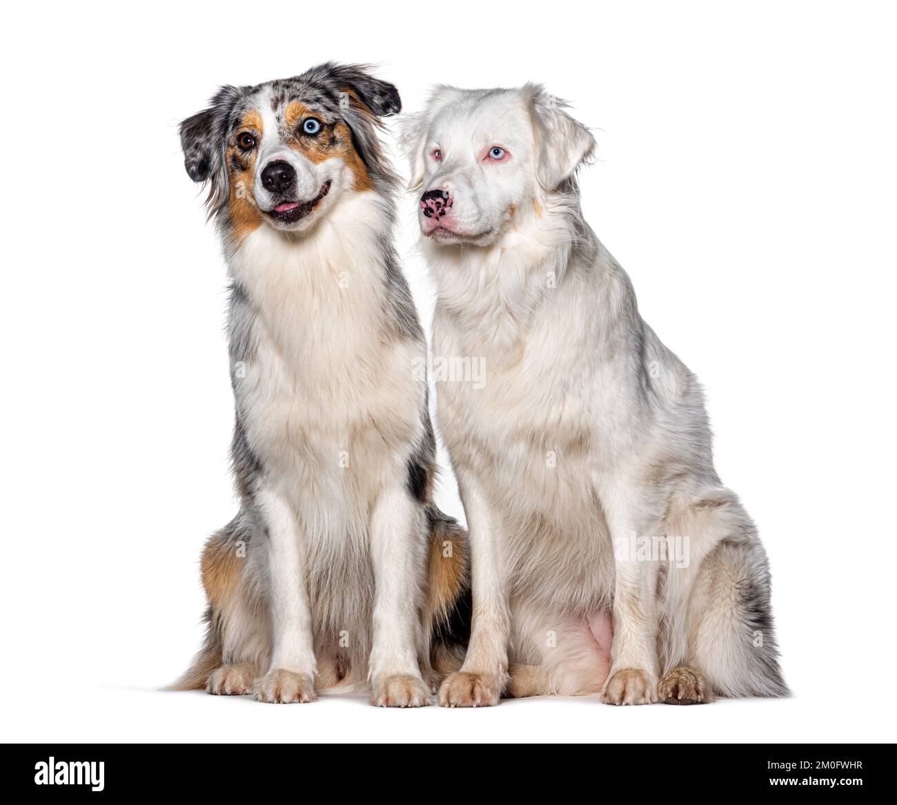 Double merle Fotos und Bildmaterial in hoher Auflosung Alamy