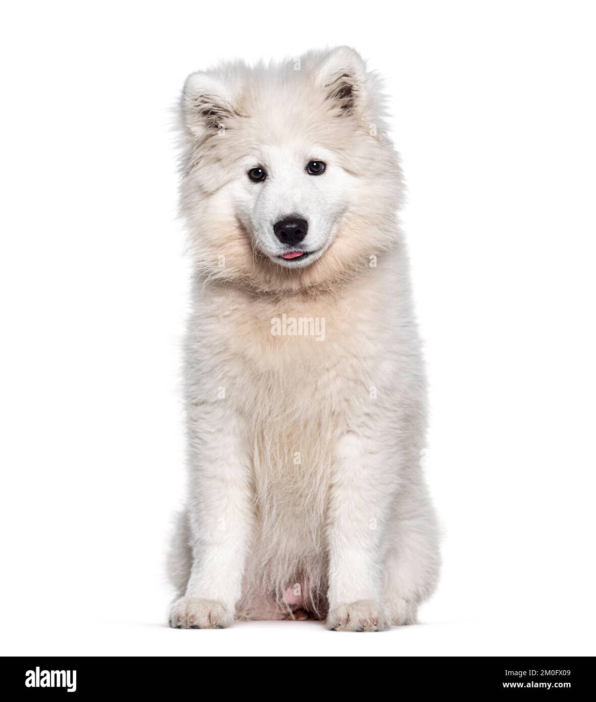 Hündchen vier Monate alt Samoyed, isoliert auf Weiß Stockfoto