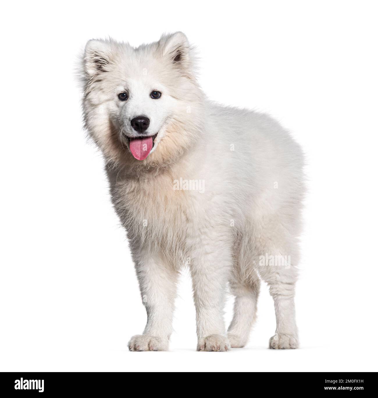 Hündchen vier Monate alt Samoyed sitzt und keucht, isoliert auf Weiß Stockfoto