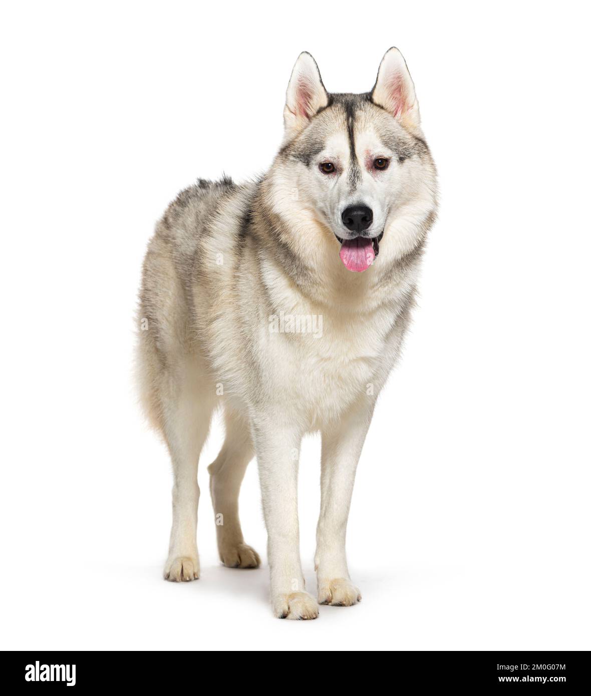 Husky, keuchend, keuchender Mund, isoliert auf weiß Stockfoto