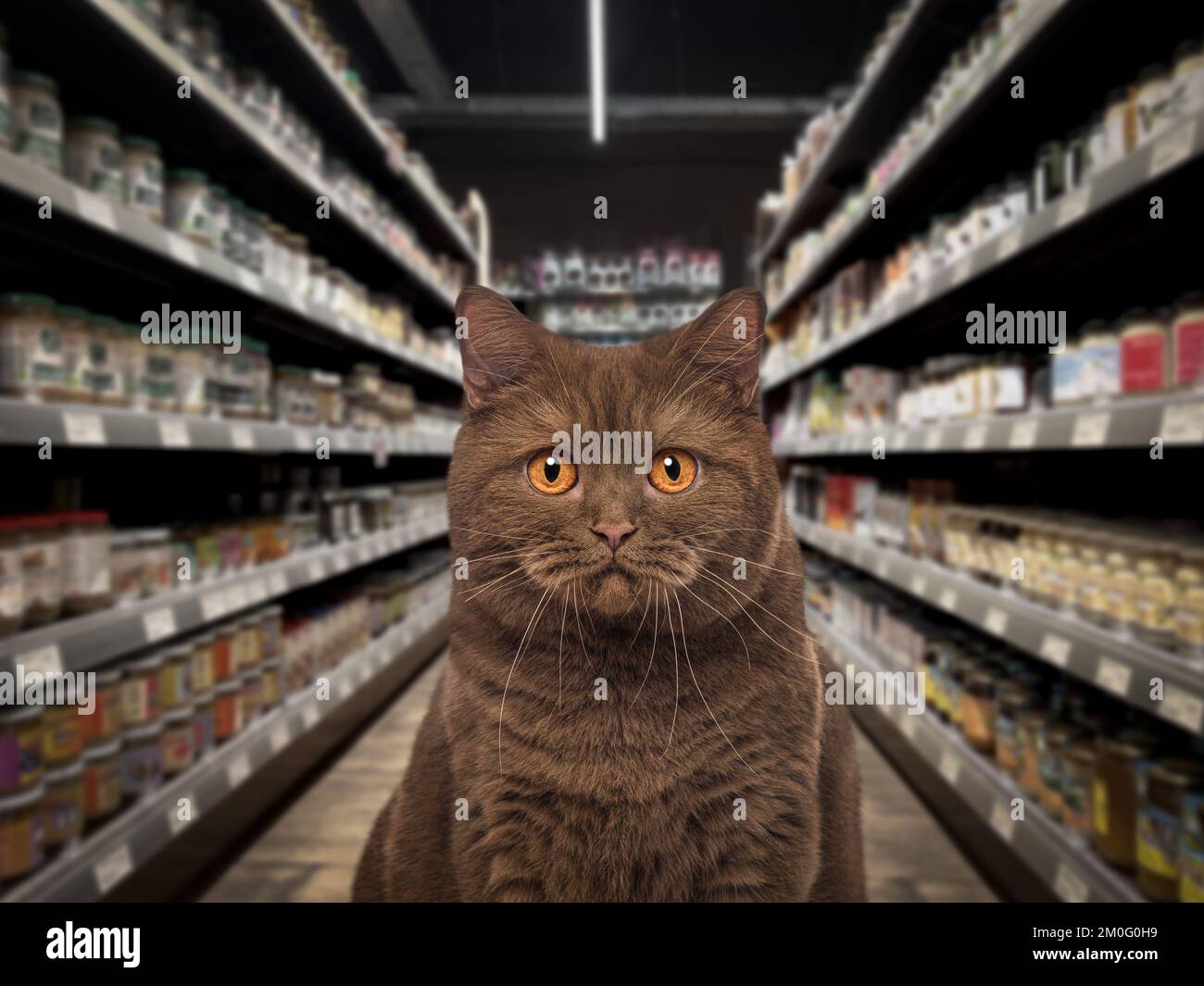 Katze, die in die Kamera schaut, vor und in der Mitte eines Lebensmittelregals in einem Haustier-Supermarkt. Der Hintergrund ist verschwommen und dunkel. Stockfoto