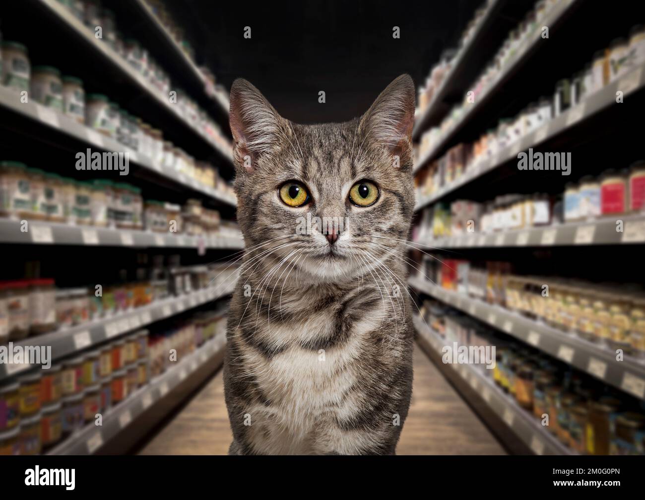 Katze, die in die Kamera schaut, vor und in der Mitte eines Lebensmittelregals in einem Haustier-Supermarkt. Der Hintergrund ist verschwommen und dunkel. Stockfoto