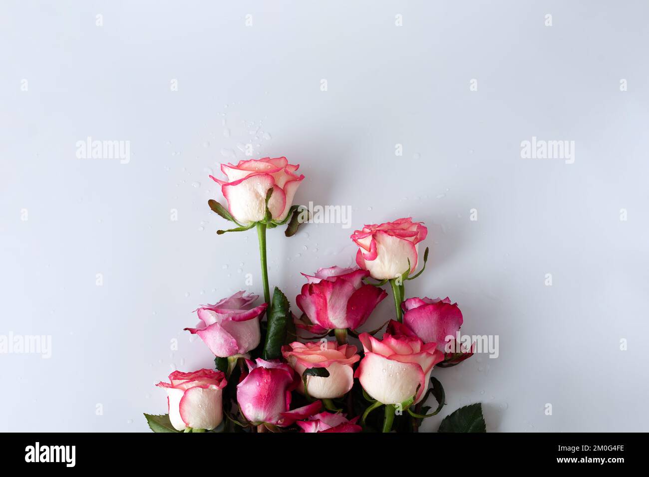 Ein Haufen nasser rosa Rosen liegt auf weißem Hintergrund. Stockfoto