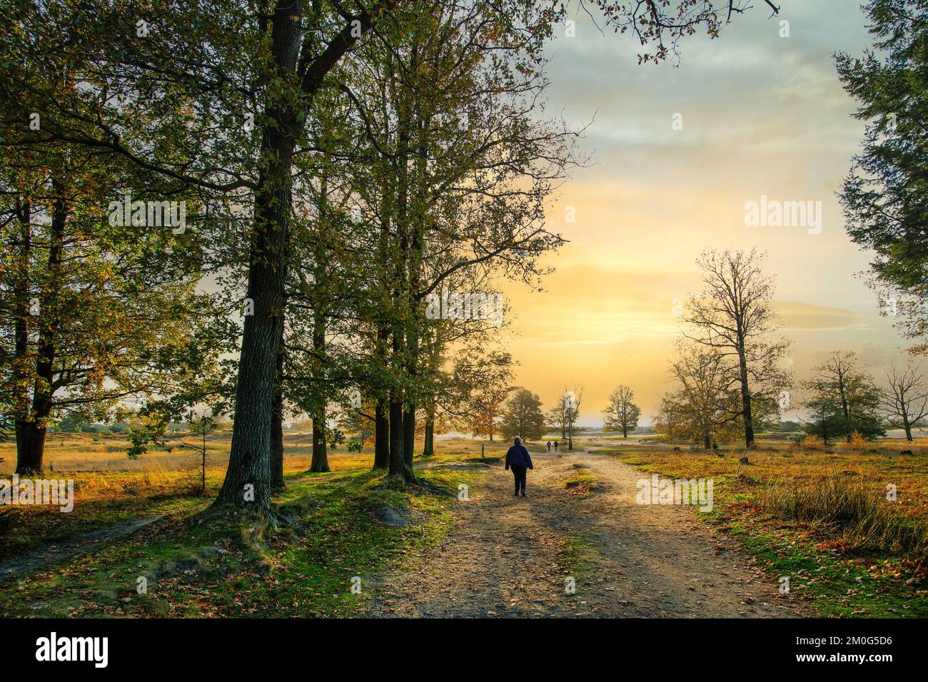 Wanderer auf einem sandigen Pfad in der Landschaft von Aekingerzand, Teil des Drents-Friese Wold Nationalparks, mit warmen Herbstfarben und Sonnenuntergang Stockfoto