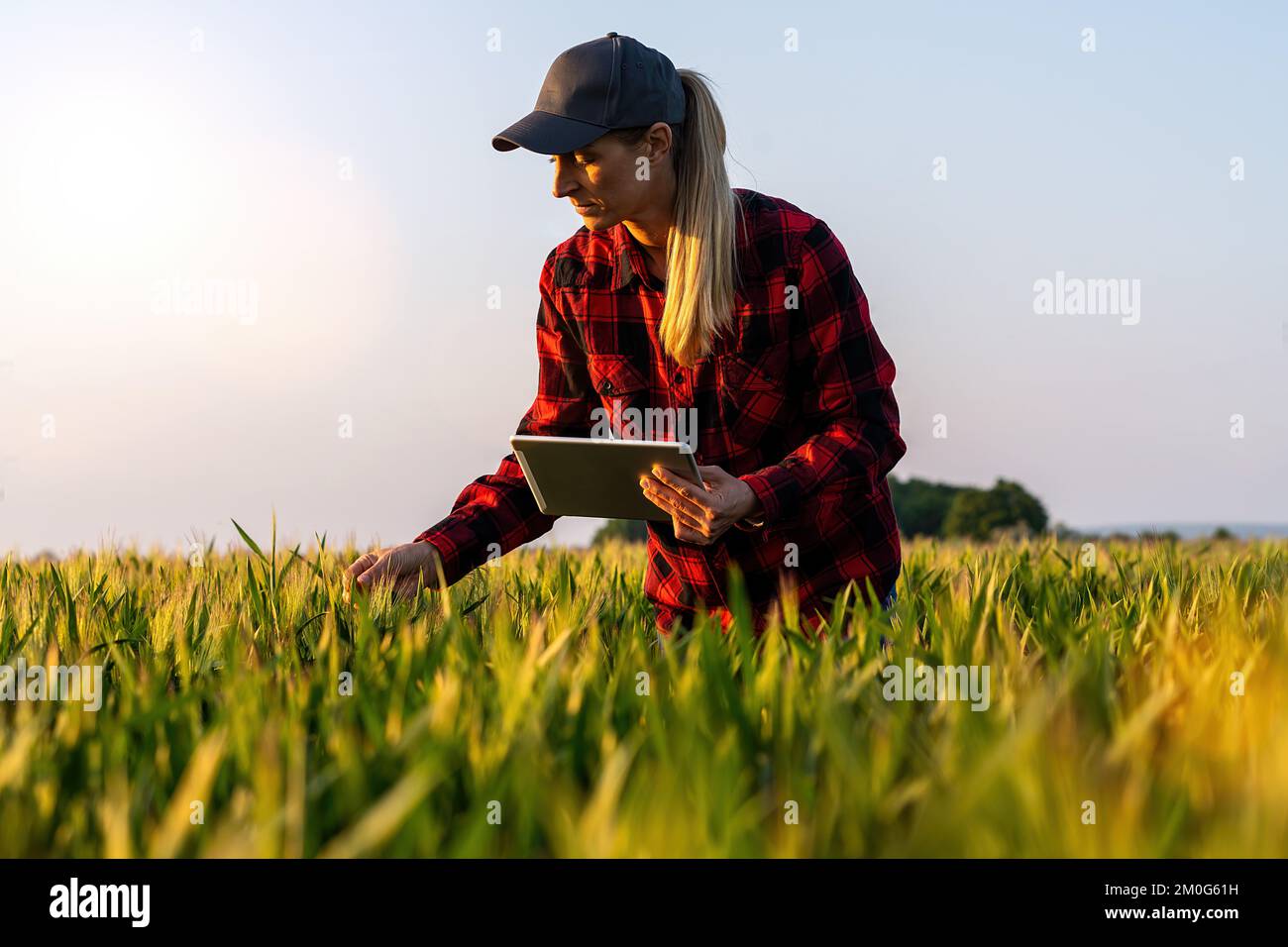 Farmerin untersucht den Getreidebereich und macht Kontrolle mit Tabletten. Konzeptbild „Intelligente Landwirtschaft und digitale Landwirtschaft“ Stockfoto