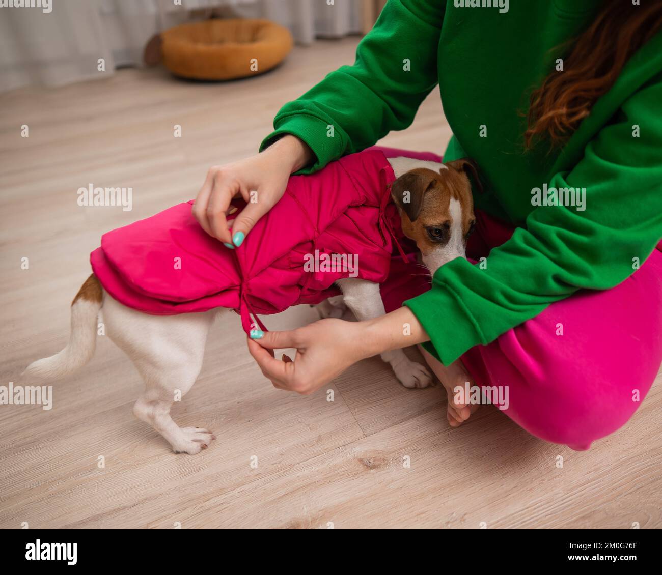 Eine weiße Frau, die Jack russell Terrier Dog in rosa Weste verkleidet. Stockfoto