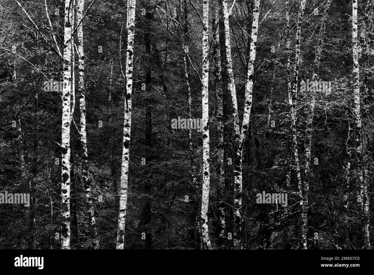Eine Graustufe von Redwood-Bäumen im Redwood National and State Park in Nordkalifornien, USA Stockfoto