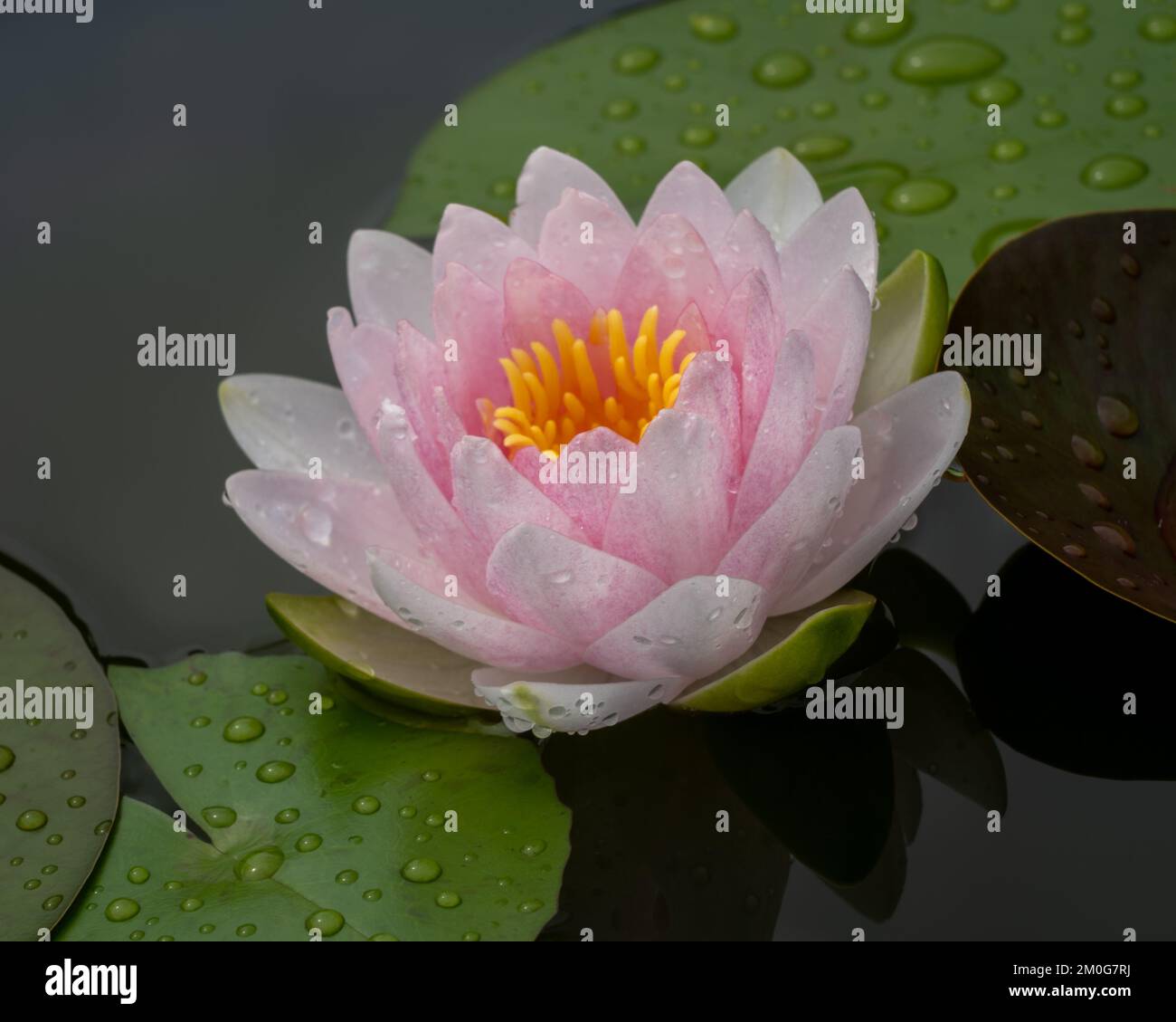 Nahaufnahme der zarten, hellrosa Seerossenblüte, isoliert im Teich nach dem Regen Stockfoto