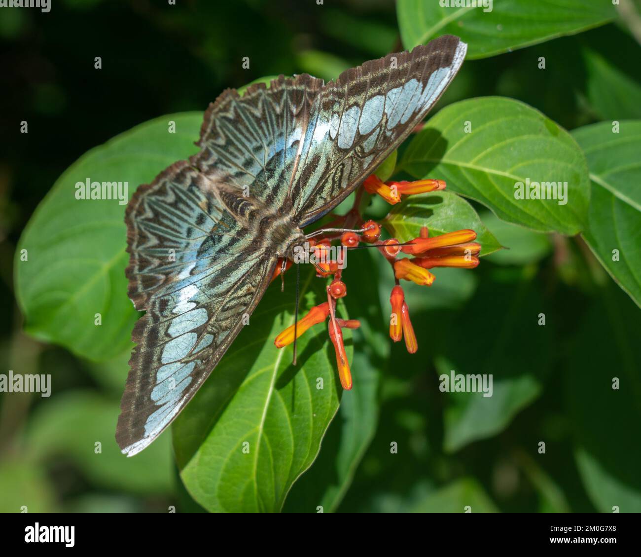 Nahaufnahme von blauen und braunen Parhenos sylvia Klipper Schmetterling, der draußen auf Hamelia patens Feuerbusch Orangenblüten füttert Stockfoto