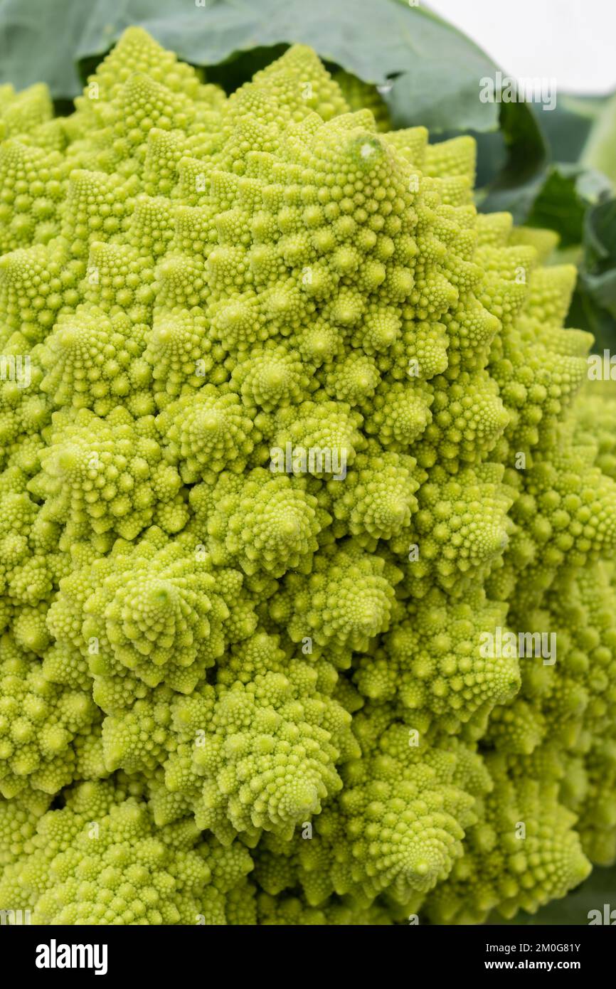 Vertikale Nahaufnahme von romanesco broccoli, auch bekannt als römischer Blumenkohl oder broccolo romanesco, isoliert auf hellem weißem Hintergrund Stockfoto