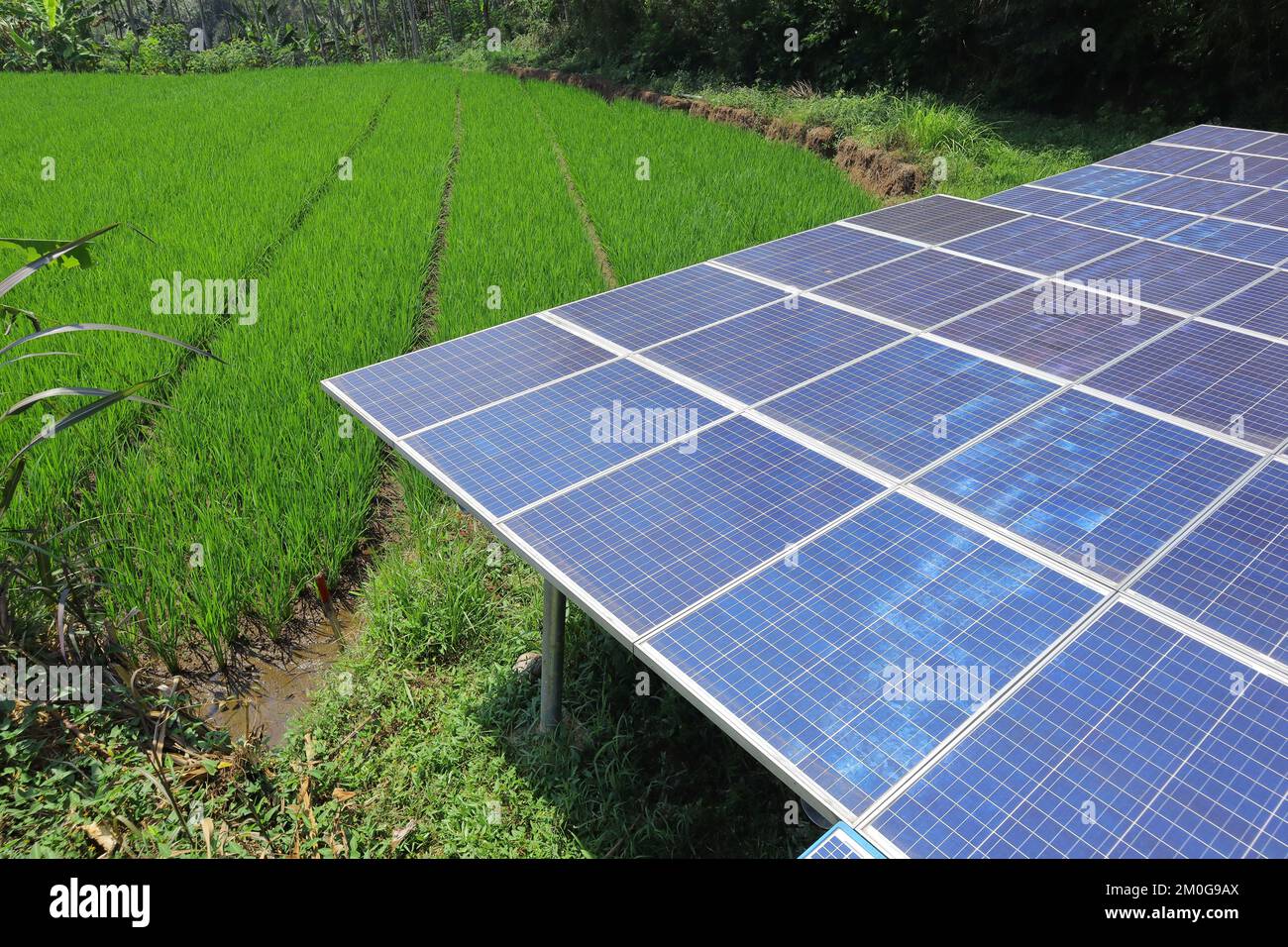 Solarstrom zur Versorgung der Wasserpumpe in den Reisfeldern Stockfoto