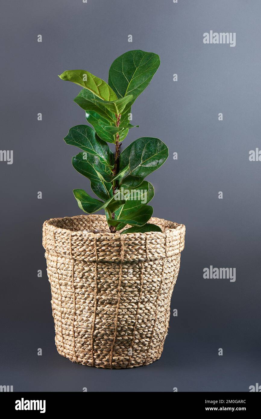 Ficus lyrata in einem Weidentopf auf grauem Hintergrund. Das Konzept eines Innenraums, eines Blumenladens. Fiddle Leaf, Abb. Stockfoto