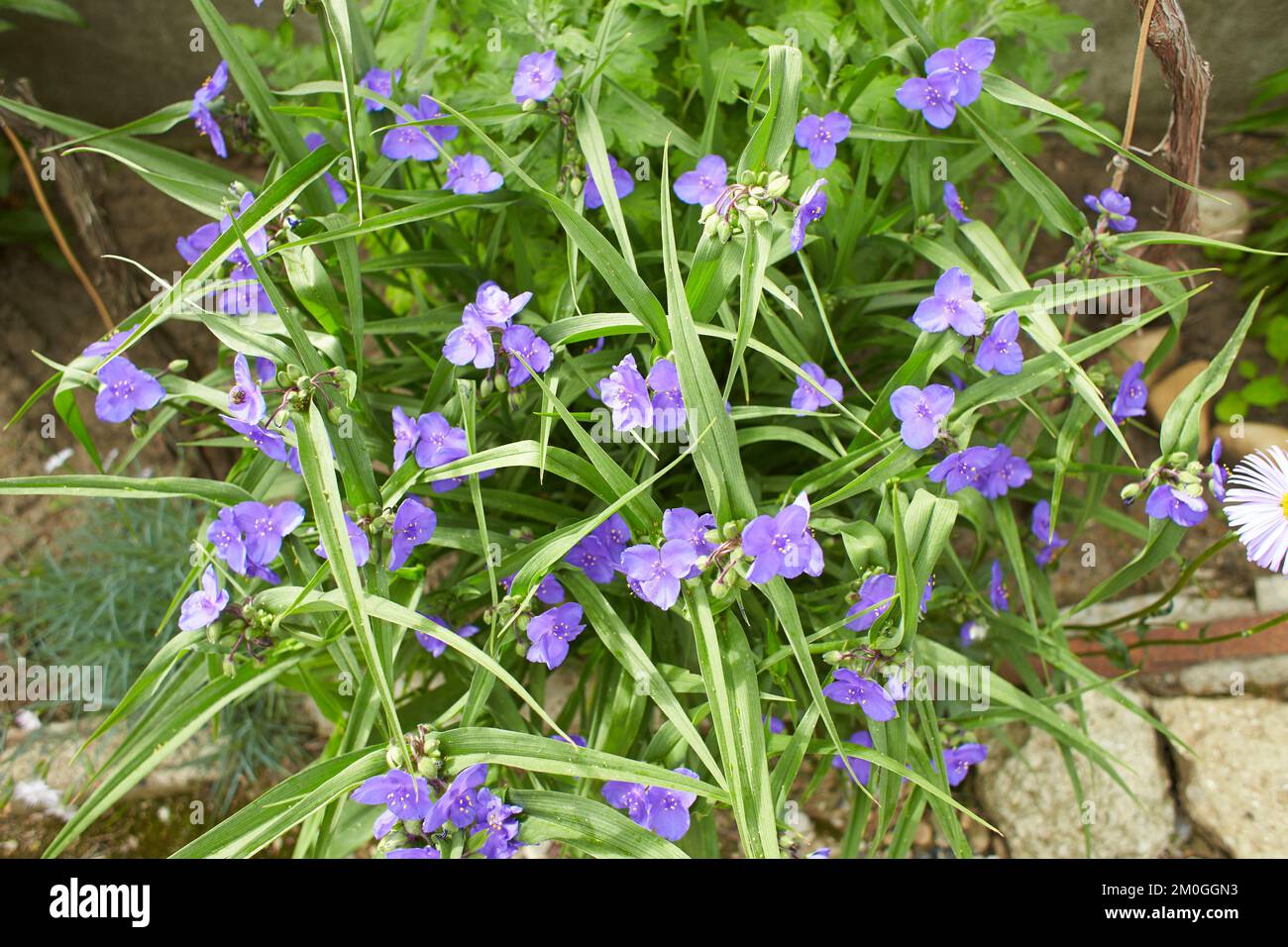 Nahaufnahme vieler kleiner blauer Blüten und grüner Blätter der Pflanze Tradescantia Virginiana, allgemein bekannt als Virginia Spiderwort oder Bluejacke in einem sonnigen s Stockfoto