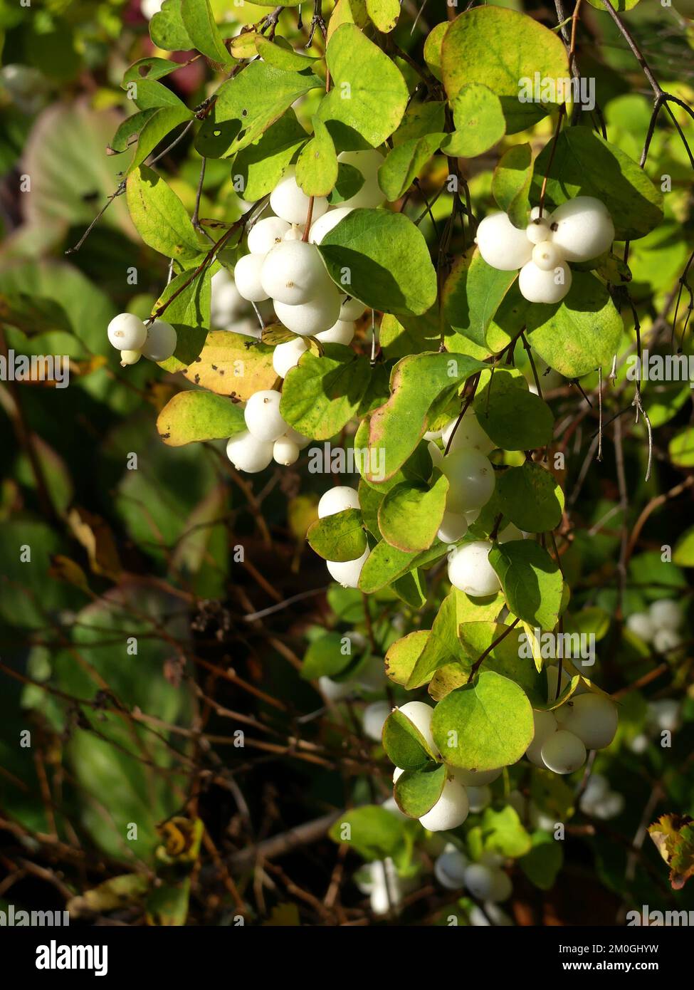 Weisse beeren Fotos und Bildmaterial in hoher Auflösung Alamy