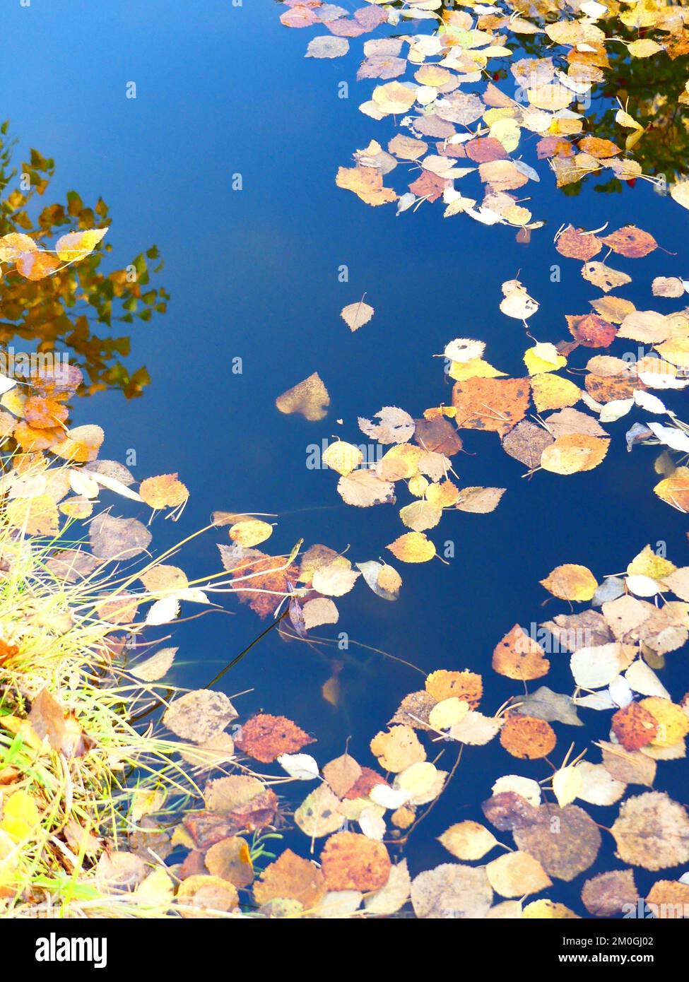 Birkenblätter auf dem Teich Stockfoto