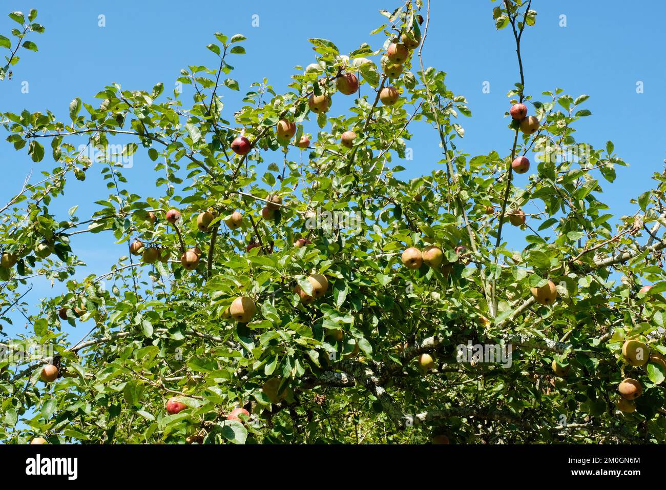 Rote Äpfel auf einem Baum - John Gollop Stockfoto