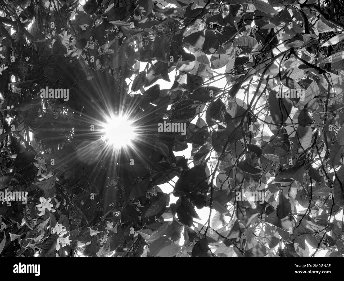 Niedriger Winkel von Blättern und Sonnenlicht von Sunstar strömt durch Bäume für Hintergrundbilder, Schwarz- und Weißtöne Stockfoto