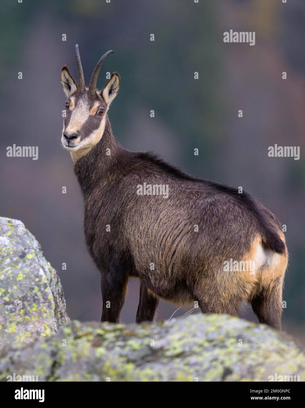 Chamois (Rupicapra rupicapra), Chamoisziege, hinter einem mit Flechten bedeckten Fels stehend und gesichert, Vogesen, Frankreich, Europa Stockfoto