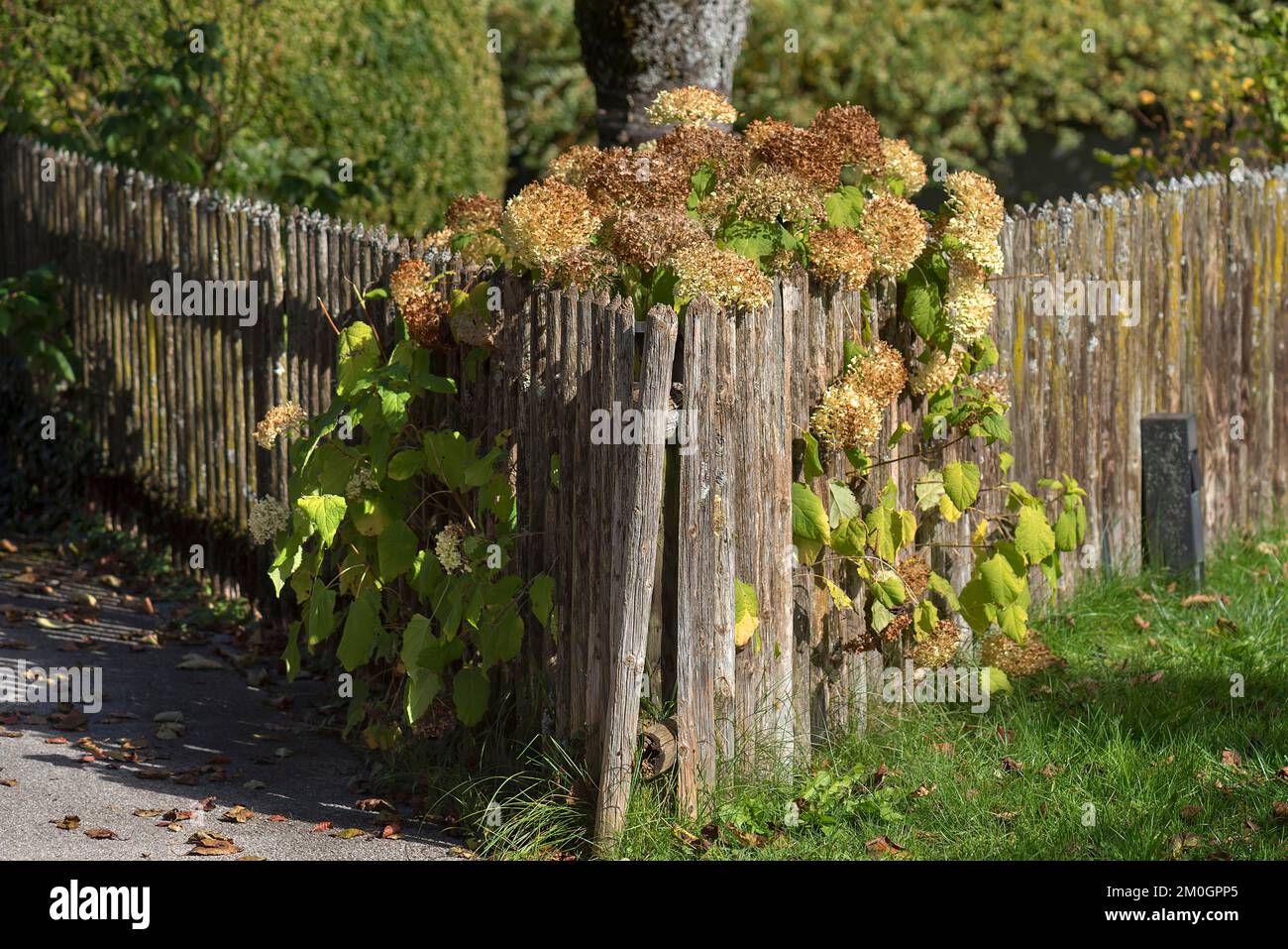Verwelkte Hortensien auf einem Gartenzaun, Bayern, Deutschland, Europa Stockfoto