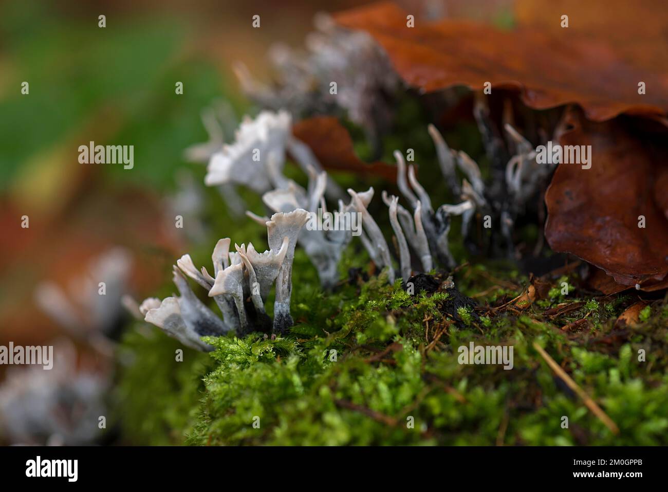 Candlestick fungus (Xylaria hypoxylon), Bayern, Deutschland, Europa Stockfoto