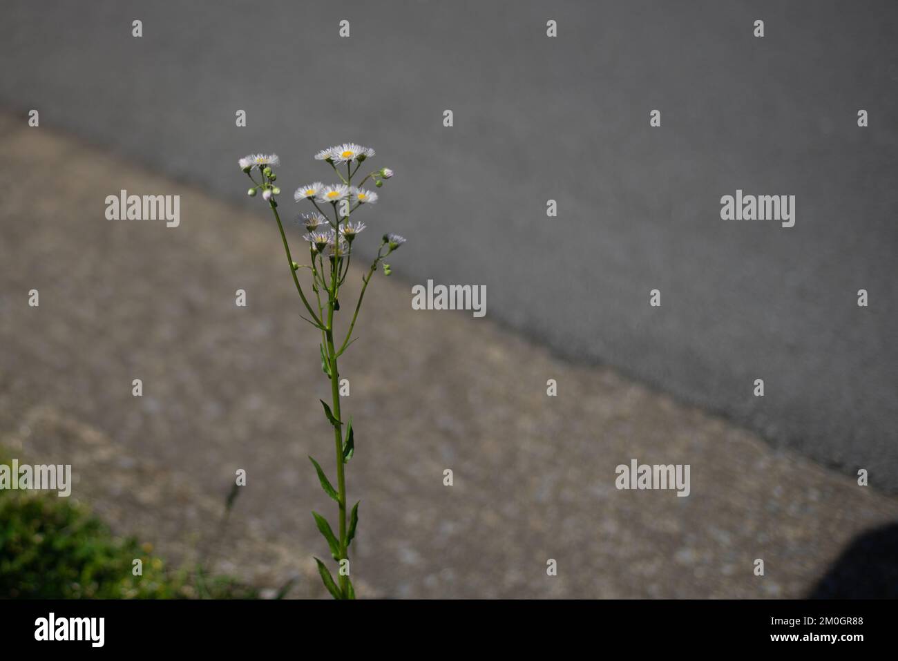 Johnson City, Tennessee, Usa 2022-04-27 Watauga Square Apartments: Fleabane oder wilde Osterblüten. Stockfoto