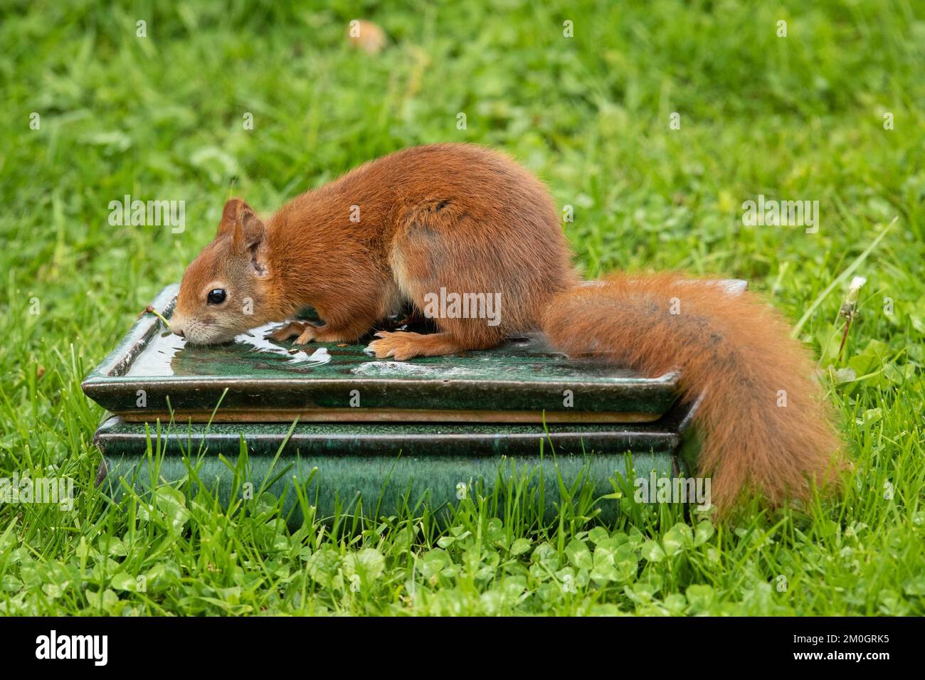 Das Eichhörnchen sitzt auf dem Tisch mit Wasser im grünen Gras und trinkt links und sieht aus Stockfoto