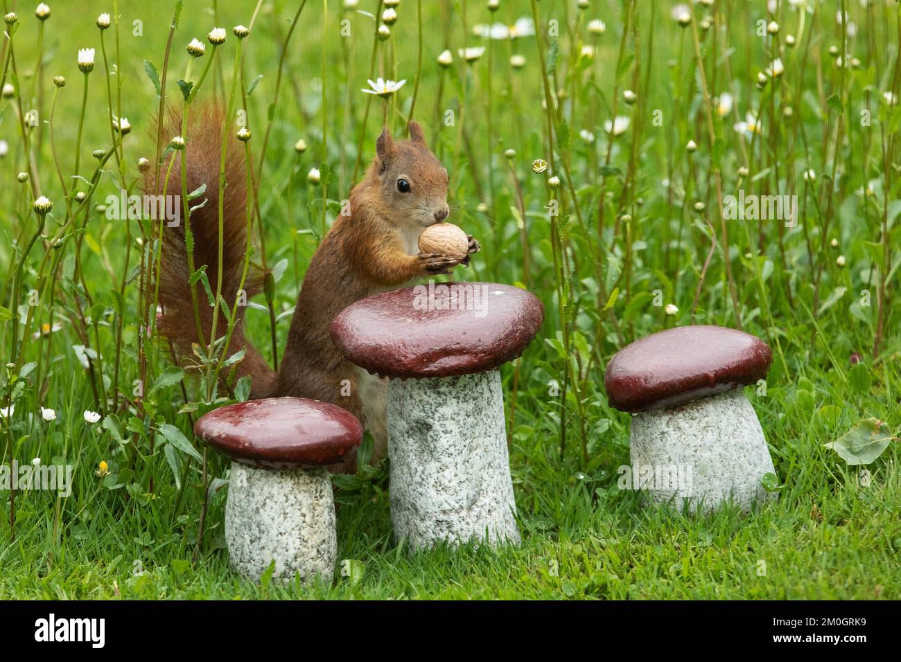 Eichhörnchen hält Nüsse in den Händen neben Granitpilzen, steht im grünen Gras und weiße Blumen sehen rechts Stockfoto