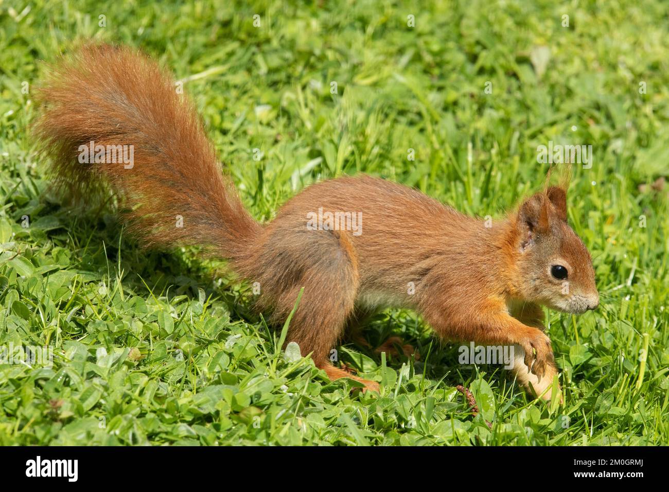 Das Eichhörnchen läuft im grünen Gras und sieht genau aus Stockfoto