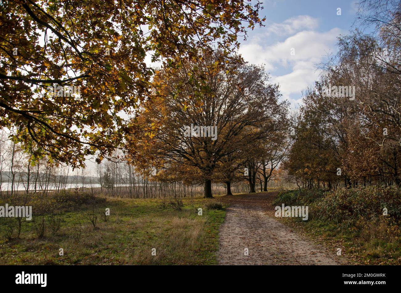 Sandiger Fußweg in der Übergangszone zwischen Wald- und Feuchtgebieten bei Loon op Zand, Niederlande Stockfoto