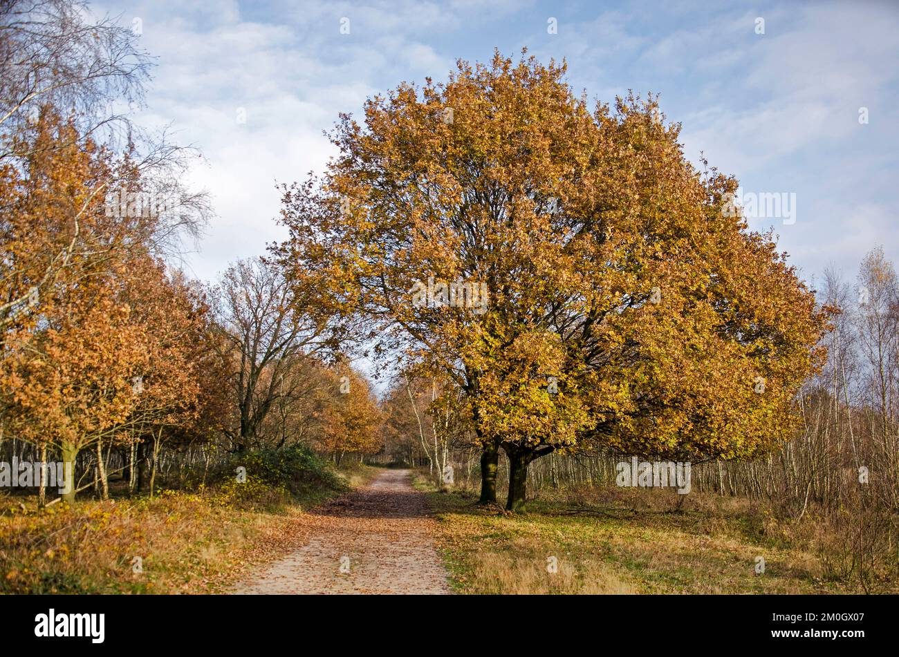 Große Eichen, teilweise über einer unbefestigten Straße, am Rande eines Waldes in der Nähe von Loon op Zand, Niederlande Stockfoto