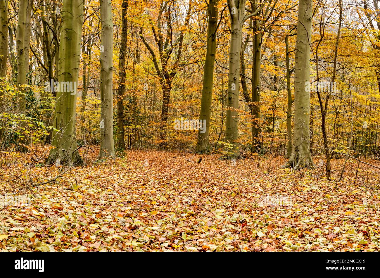 Wald im Spätherbst mit überwiegend Buchenbäumen, die noch einen Teil ihres Laubs haben, während viele Blätter auf dem Boden liegen Stockfoto