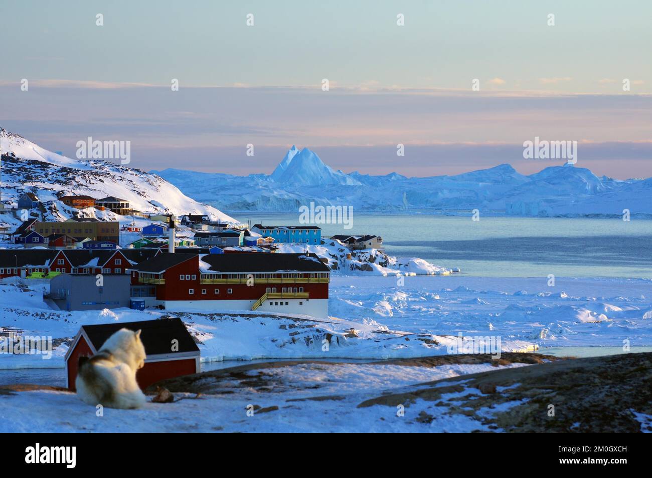 Schlittenhund vor verschiedenfarbigen Häusern und Eisbergen in Winterlandschaft, Abendlicht, Ilulissat, Disko Bay, Grönland, Dänemark, Nord-Amer Stockfoto