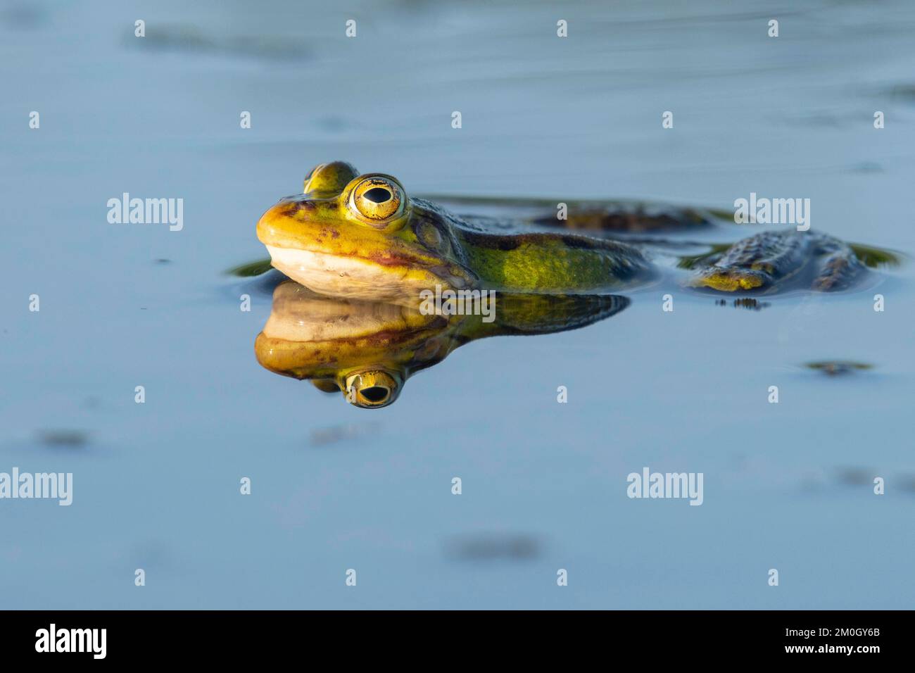 Grüner Frosch (Pelophylax kl. esculentus) („Pelophylax esculentus“ oder „Rana esculenta“), Wasserfrosch, Paarung, Teich, Graben, Moor, Dümmer See, Lembruch, Low Stockfoto