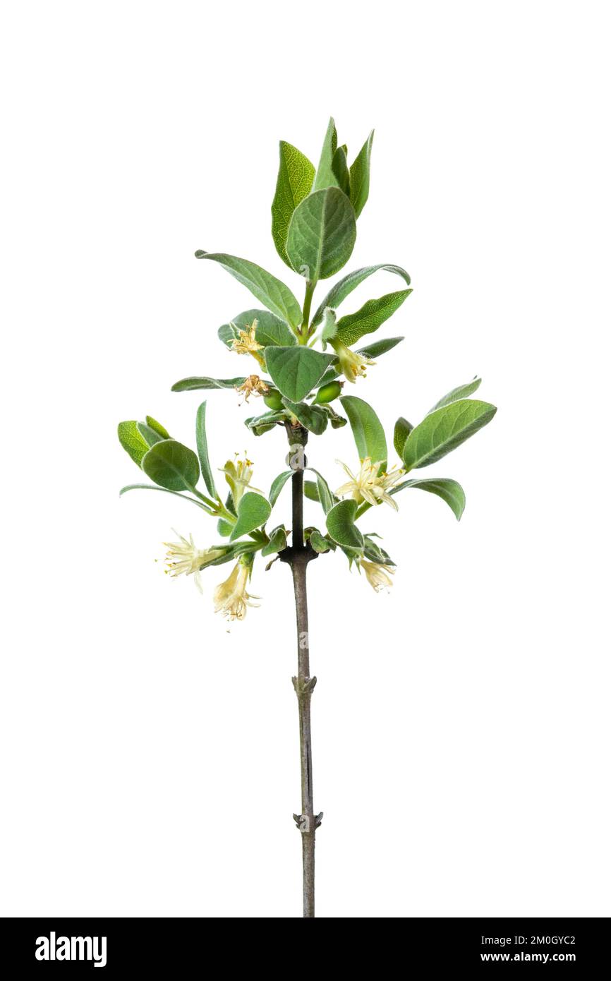 Honeyberry Amur (Lonicera kamtschatica Amur), ausgenommen, Höltinghausen, Niedersachsen, Deutschland, Europa Stockfoto