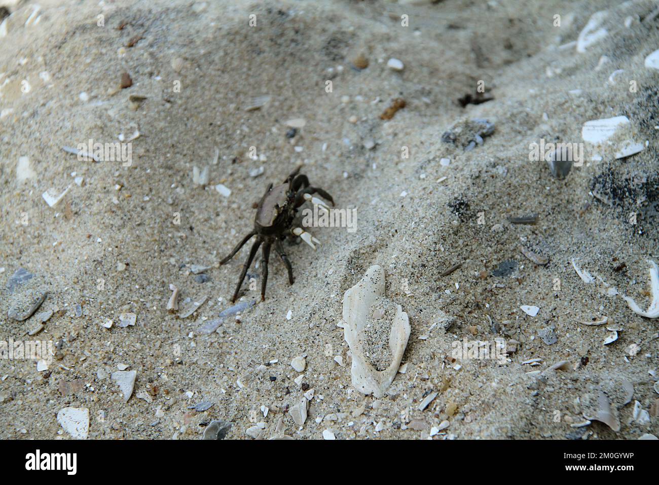 Die Frau einer Sandfiddler-Krabbe (Uca-Pugilator) in der Chesapeake Bay, VA, USA Stockfoto